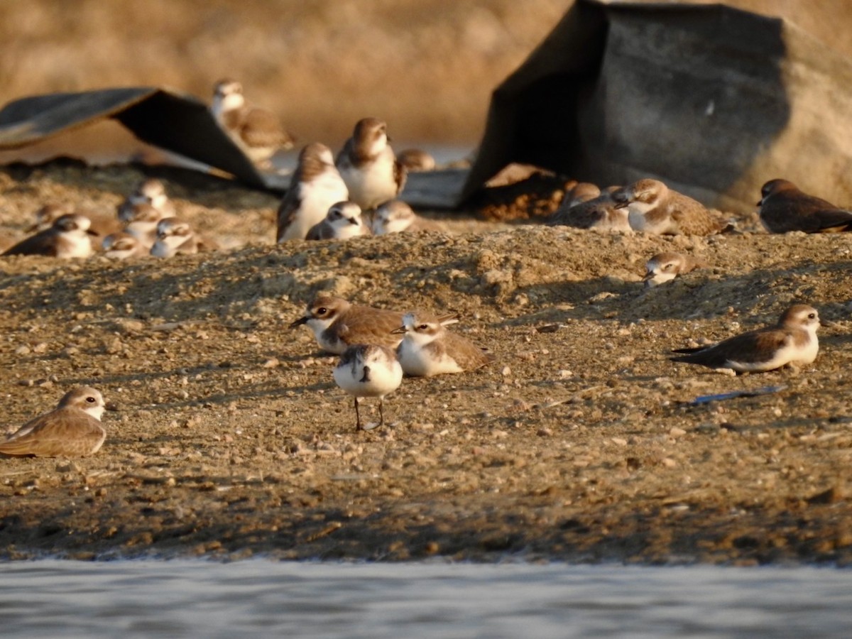 Spoon-billed Sandpiper - ML646738665