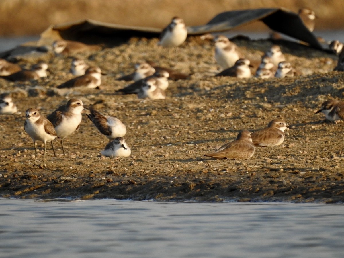 Spoon-billed Sandpiper - ML646738666
