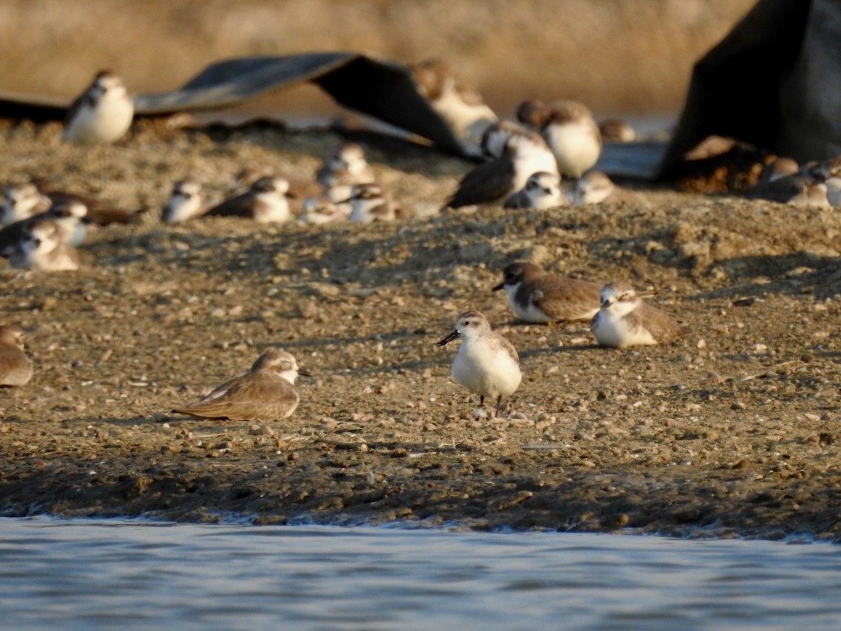 Spoon-billed Sandpiper - ML646738667