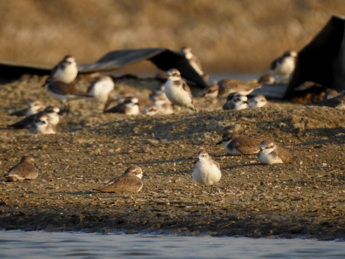 Spoon-billed Sandpiper - ML646738668