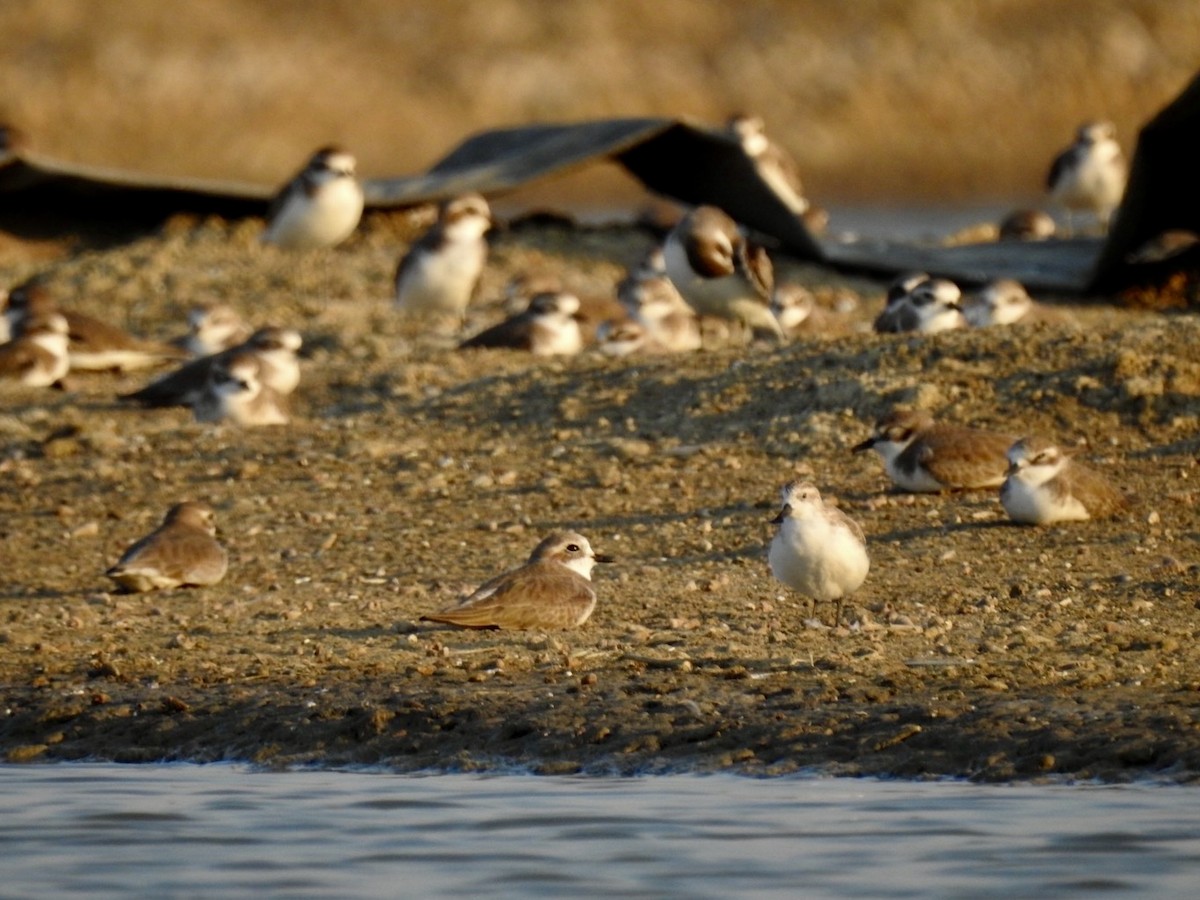 Spoon-billed Sandpiper - ML646738669