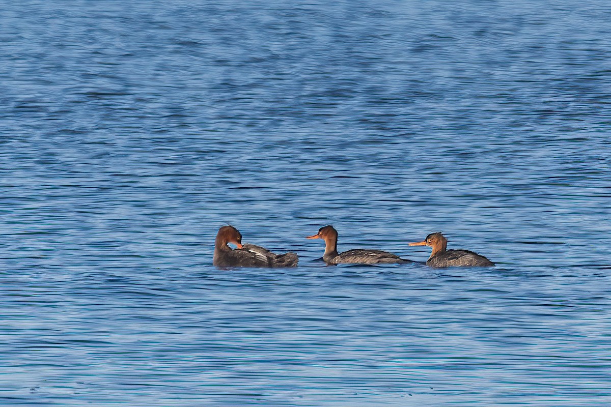 Red-breasted Merganser - ML646738671