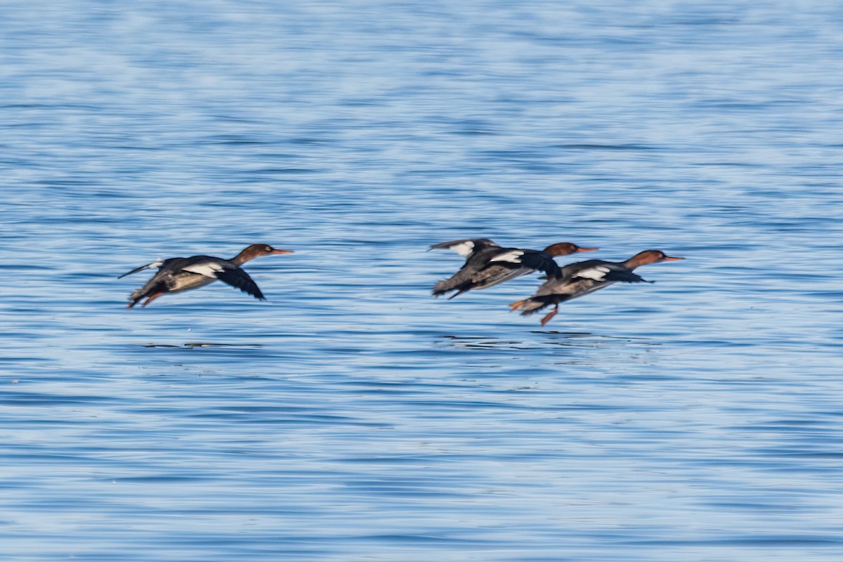 Red-breasted Merganser - ML646738673