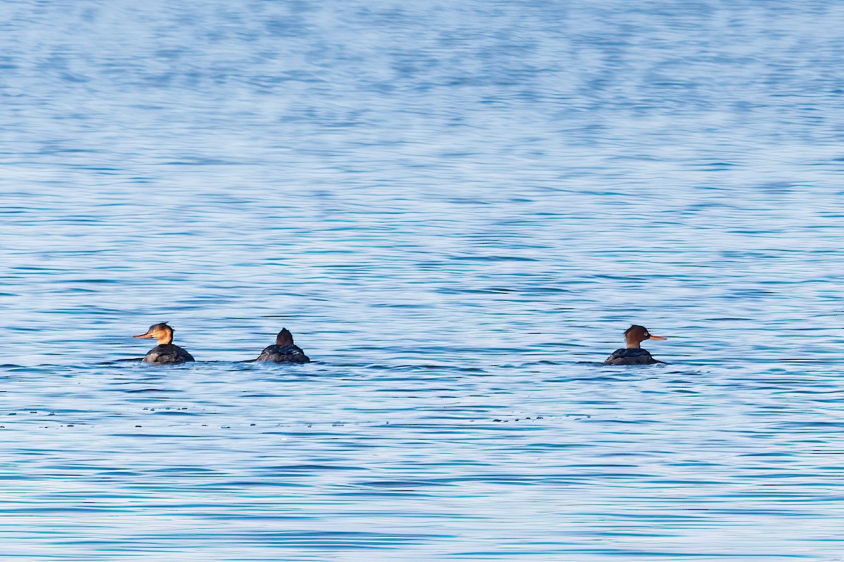 Red-breasted Merganser - ML646738674