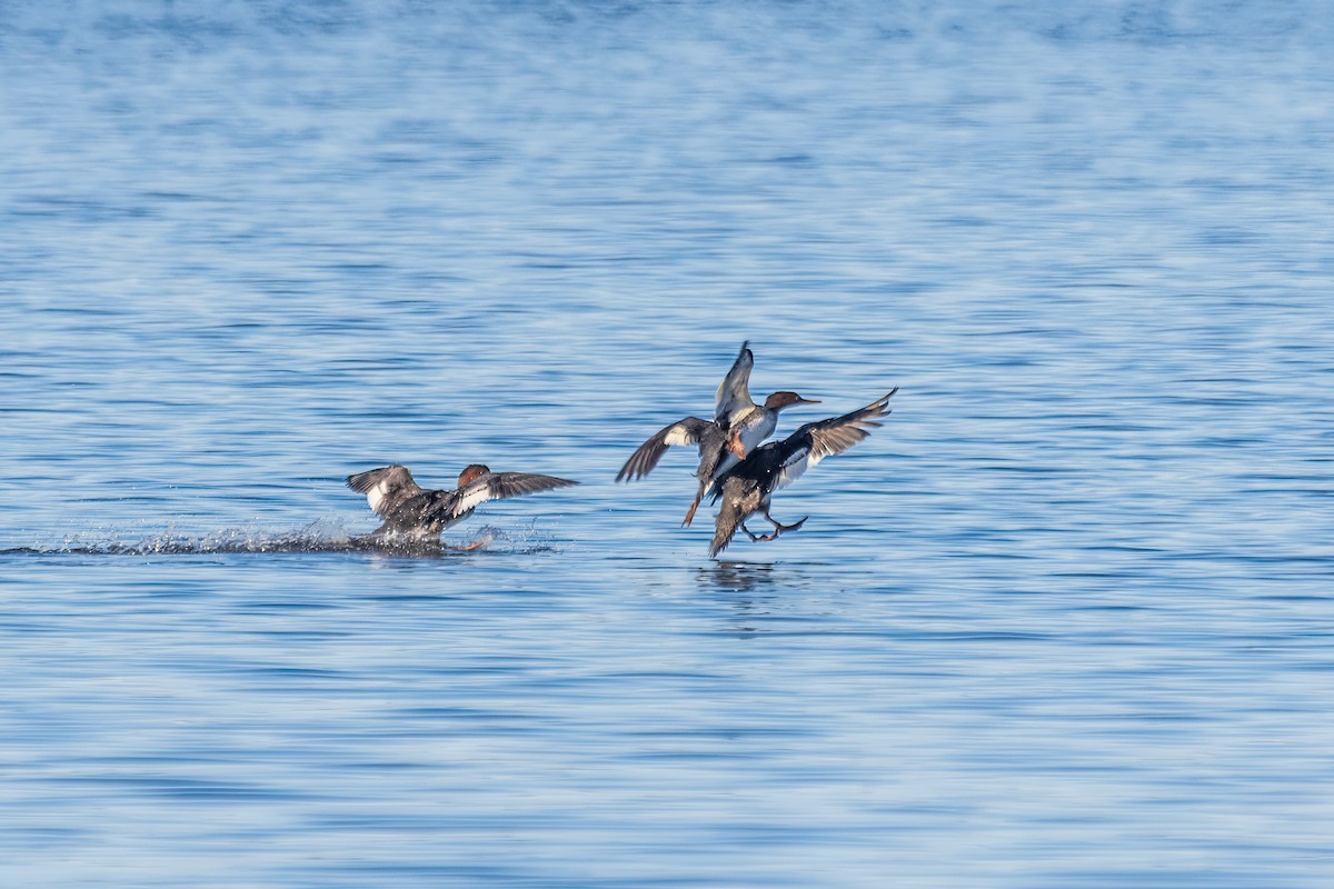 Red-breasted Merganser - ML646738675