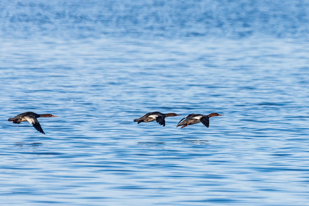 Red-breasted Merganser - ML646738676