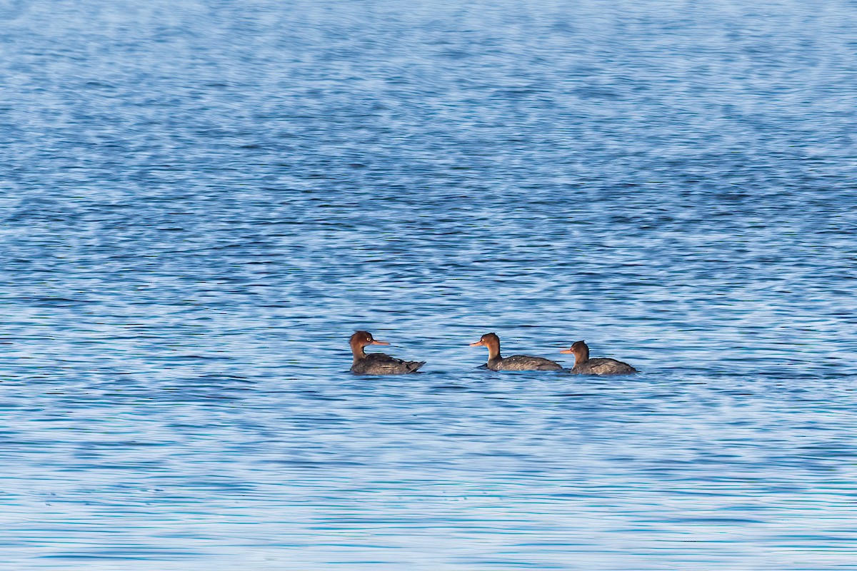 Red-breasted Merganser - ML646738678