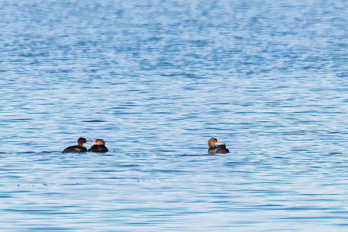 Red-breasted Merganser - ML646738679