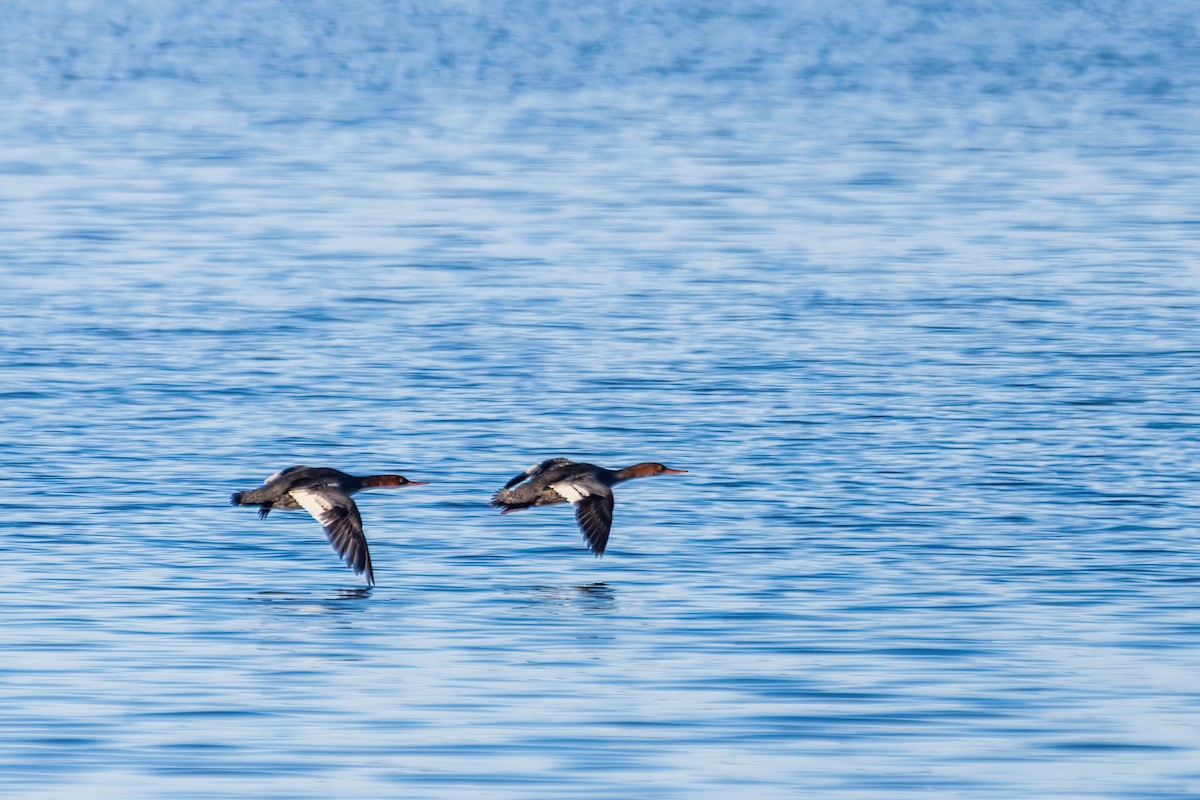 Red-breasted Merganser - ML646738680