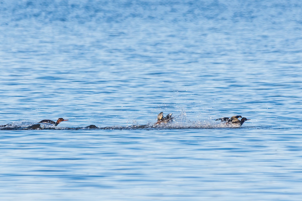Red-breasted Merganser - ML646738681