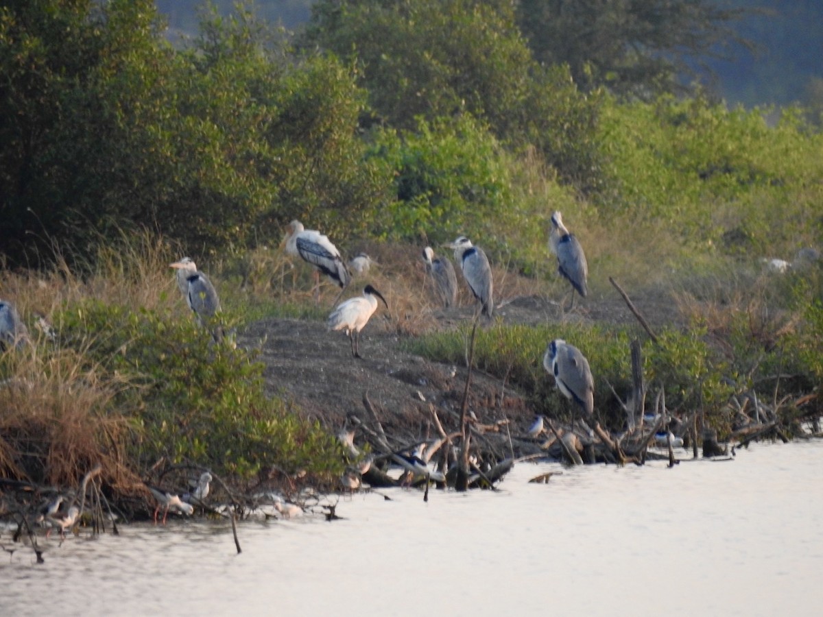 Schwarzkopfibis - ML646738683