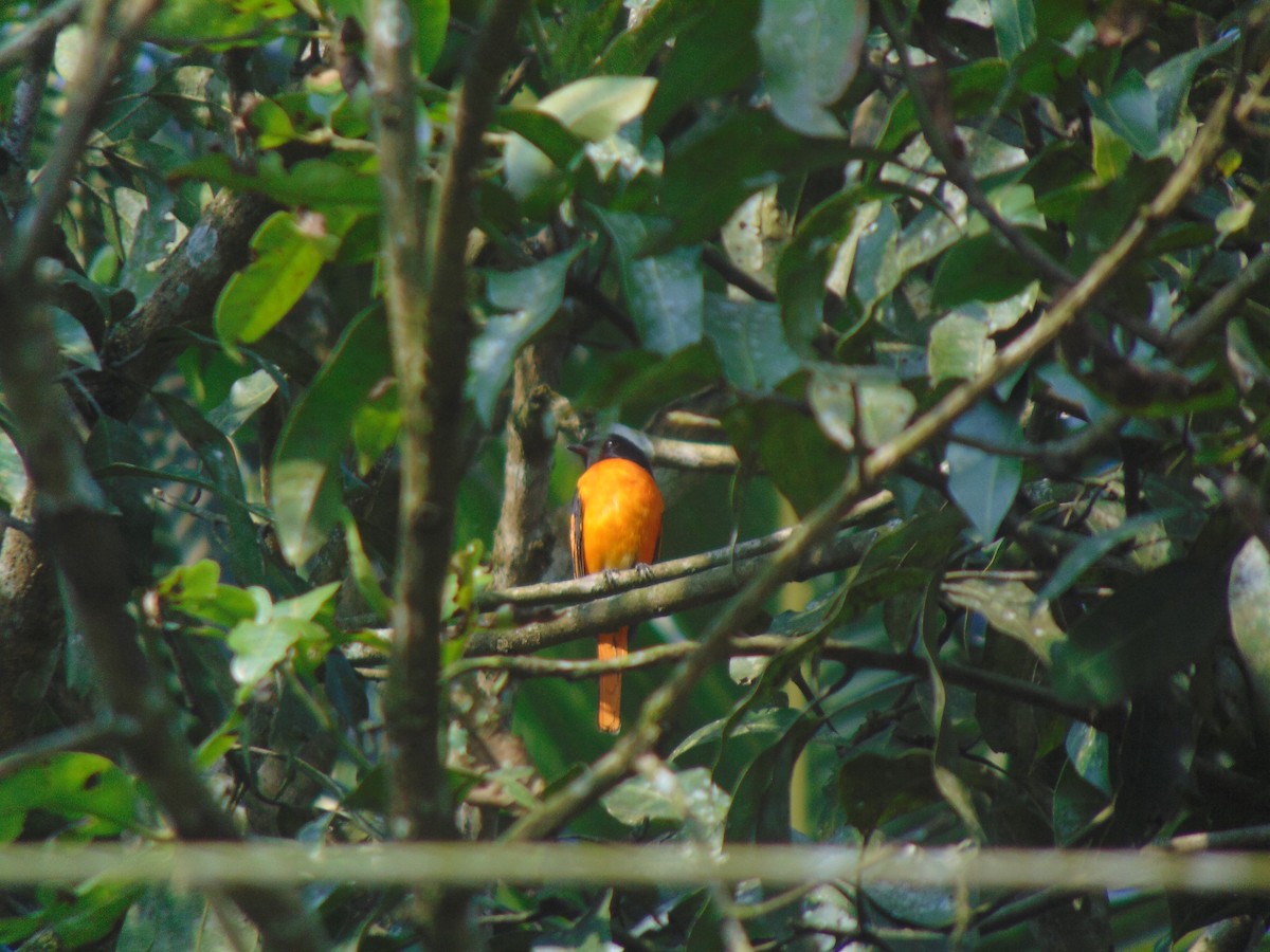 Orange Minivet - ML646738684