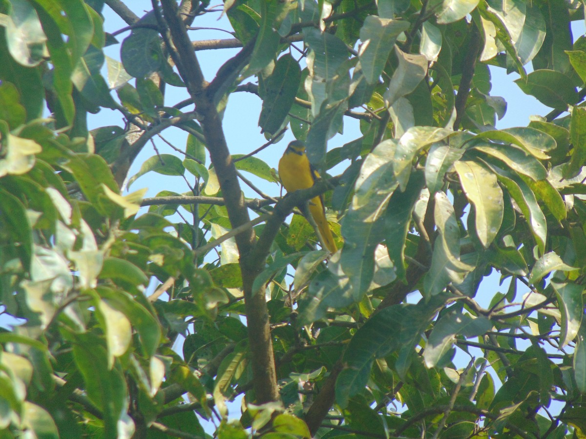 Orange Minivet - ML646738685