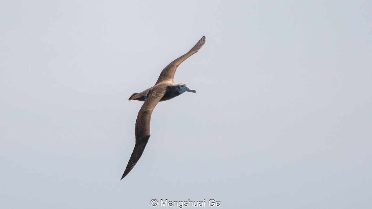 Antipodean Albatross (New Zealand) - ML646738686