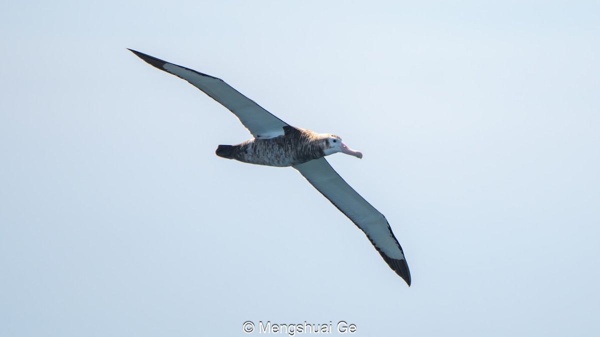 Antipodean Albatross (New Zealand) - ML646738687