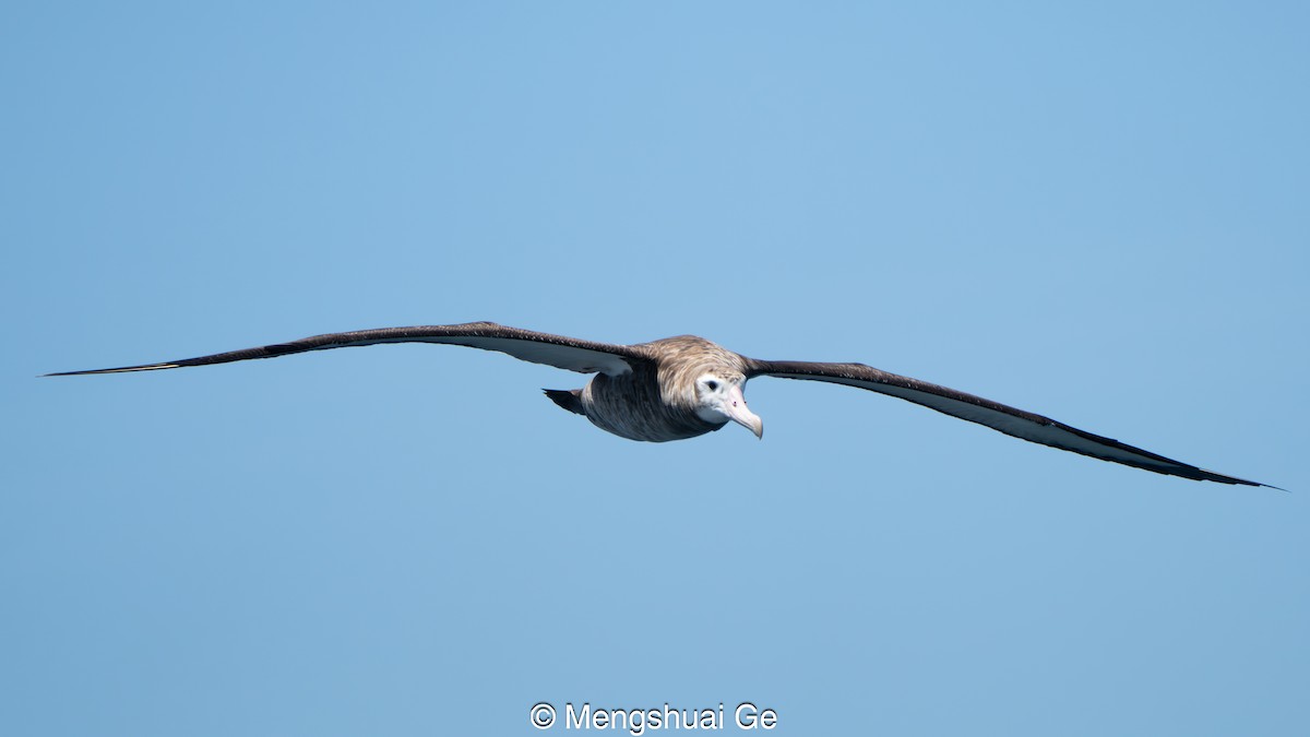 Antipodean Albatross (New Zealand) - ML646738688