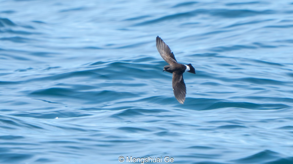 Wilson's Storm-Petrel - ML646738689
