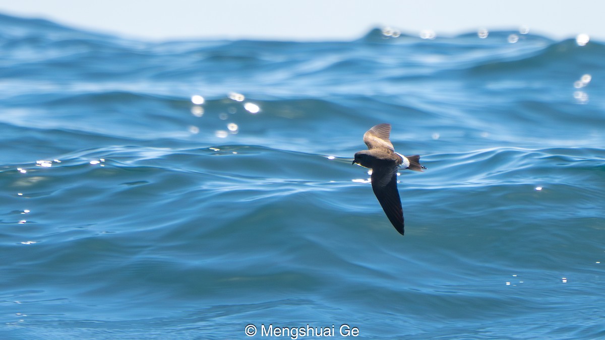 Wilson's Storm-Petrel - ML646738690