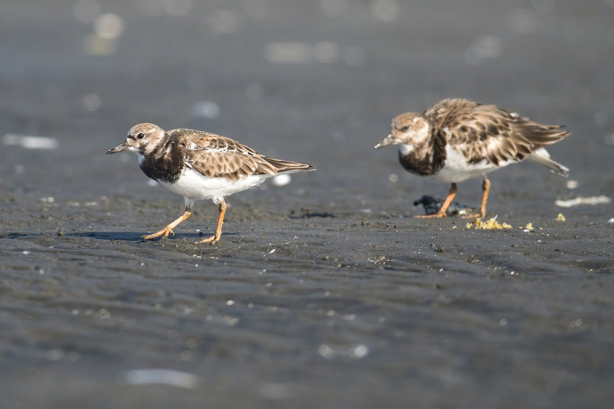 Камнешарка - ML646738691