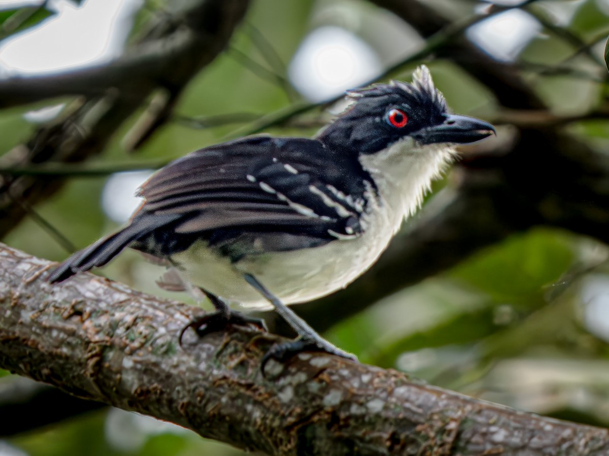 Great Antshrike - ML646738692