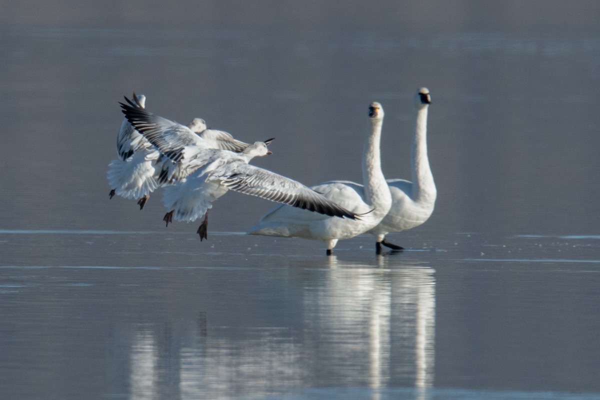 Snow Goose - ML646738693