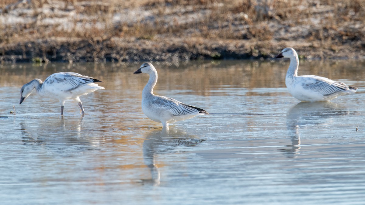 Snow Goose - ML646738694