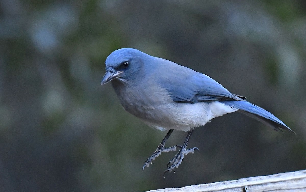 Mexican Jay (Arizona) - ML646738695
