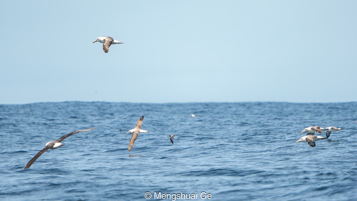 Gould's Petrel - ML646738696