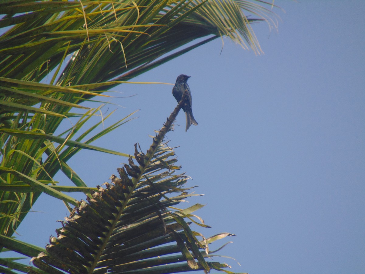 Bronzed Drongo - ML646738699