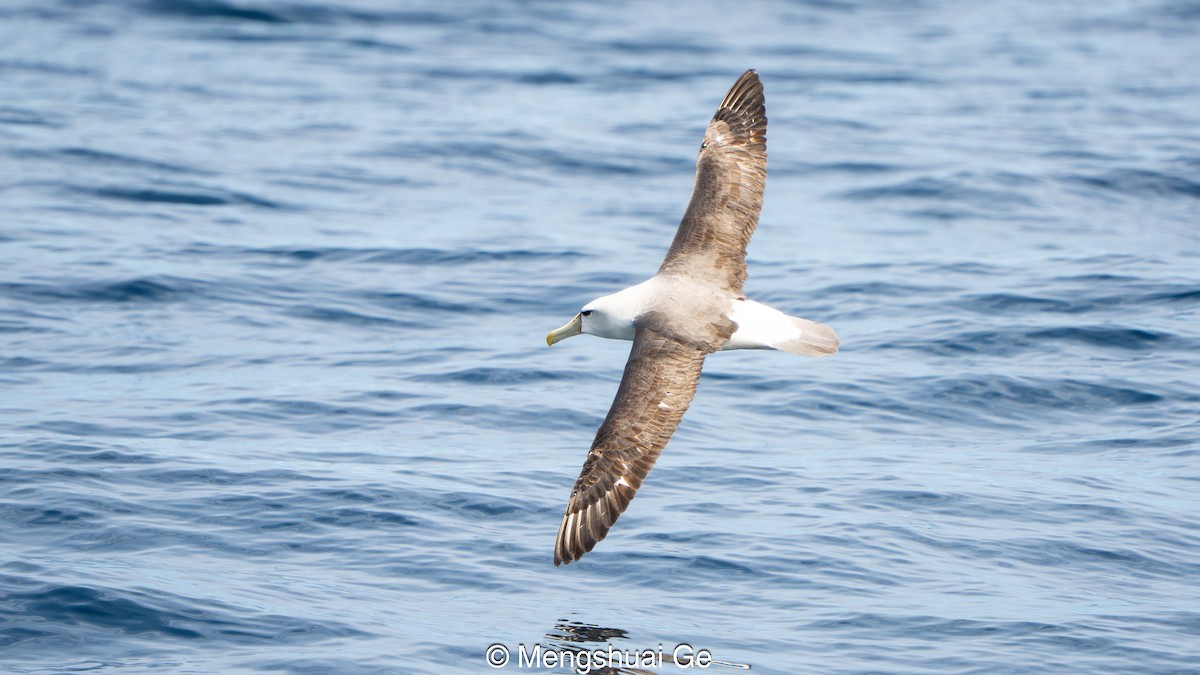 White-capped Albatross - ML646738700