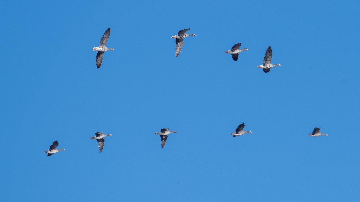 Greater White-fronted Goose - ML646738701