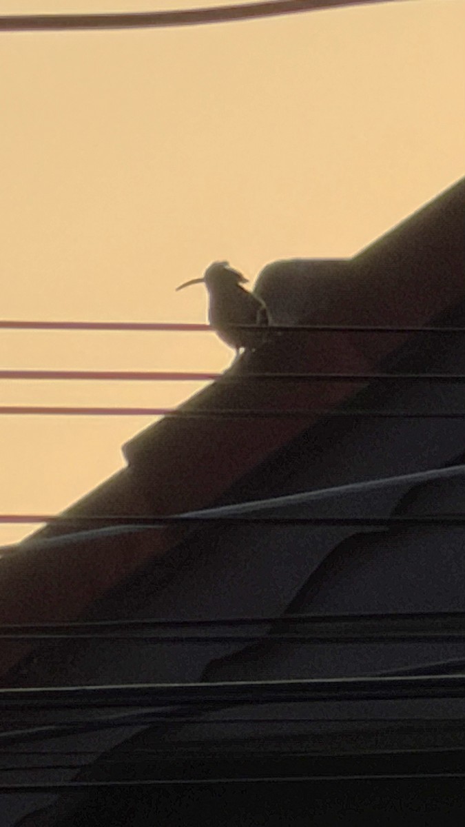 ヤツガシラ - ML646738702