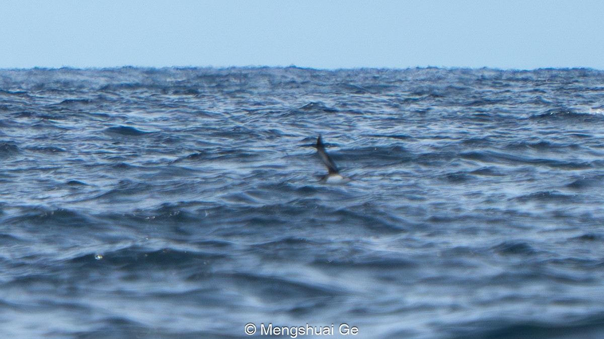 Hutton's Shearwater - ML646738703