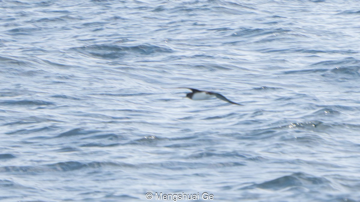 Hutton's Shearwater - ML646738704