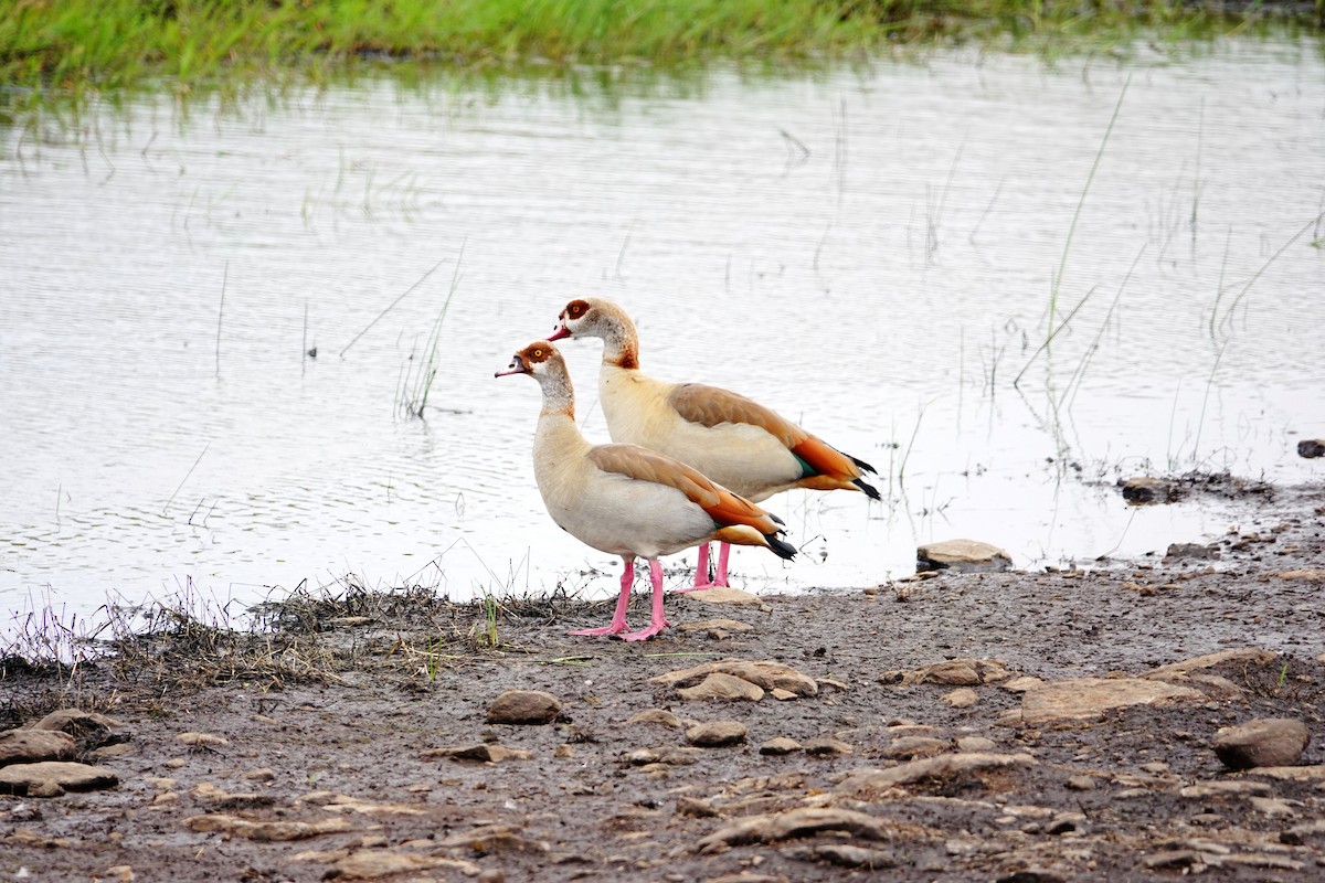 Nilgans - ML646738705