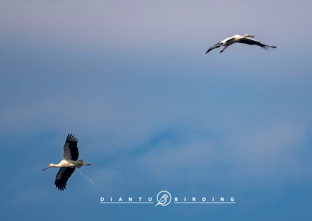 Schwarzschnabelstorch - ML646738706