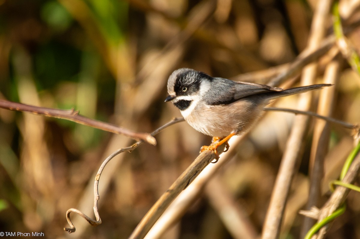 Schwarzkehl-Schwanzmeise - ML646738707