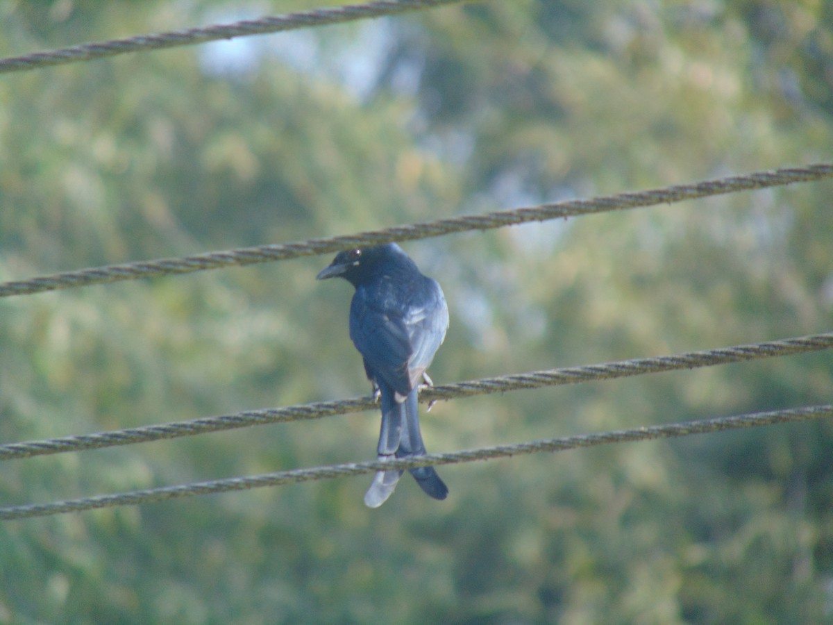 Black Drongo - ML646738708
