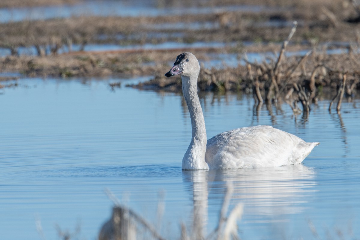 Tundra Swan - ML646738709