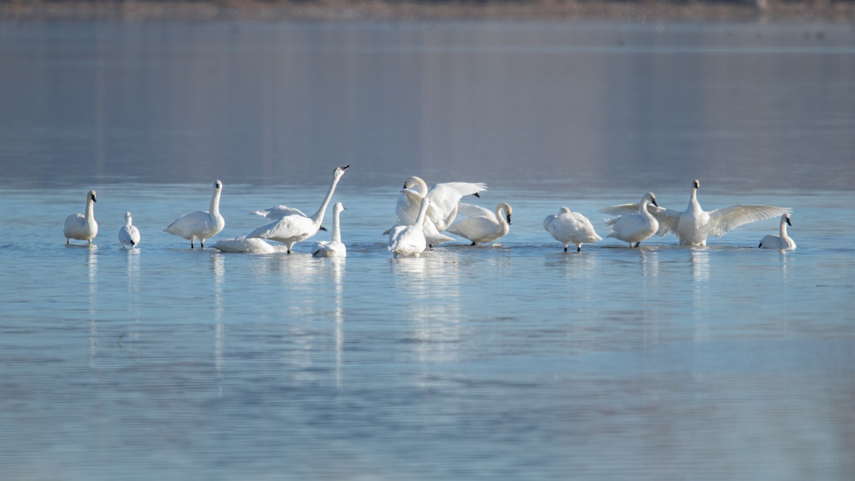 Tundra Swan - ML646738710