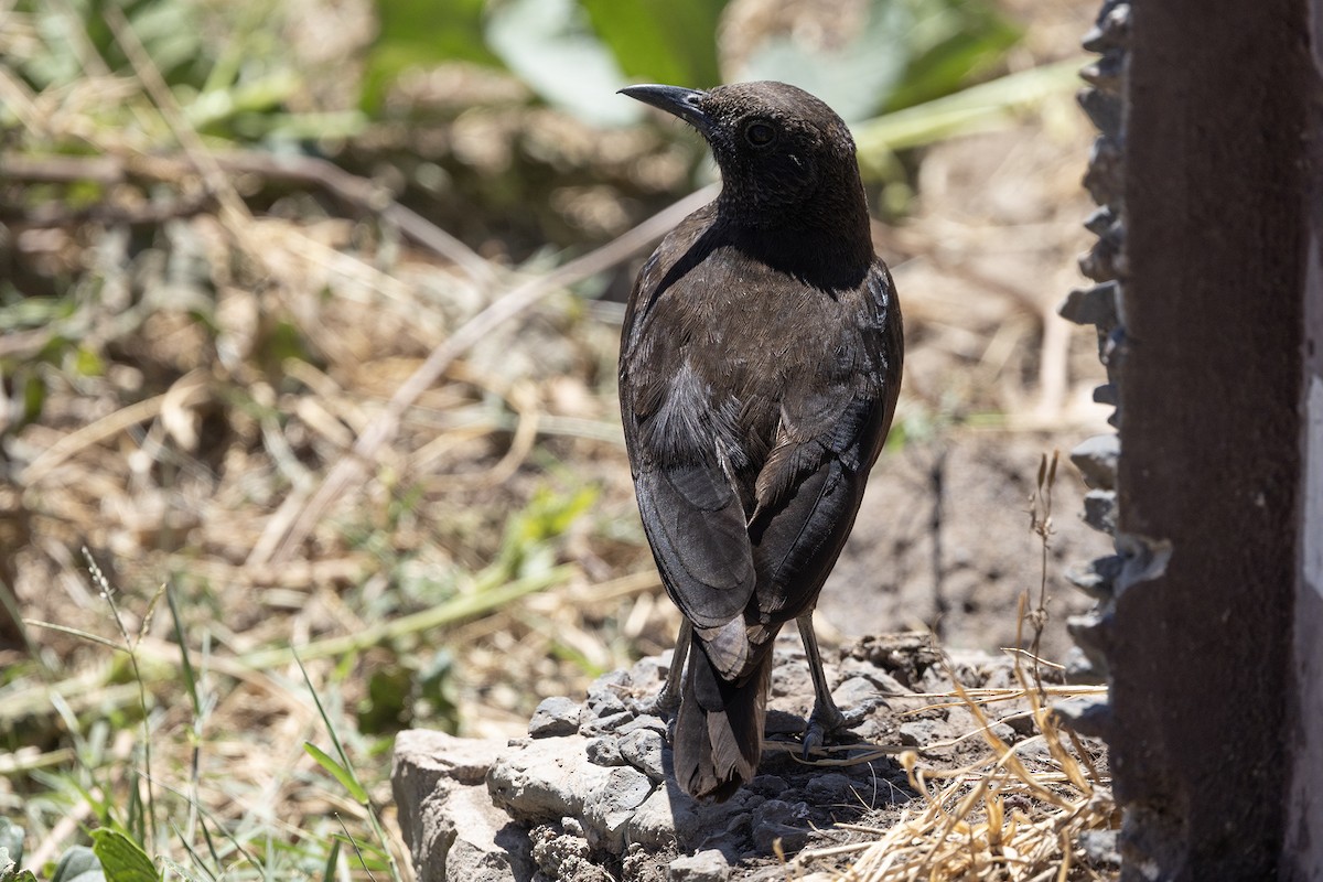 Northern Anteater-Chat - ML646738711