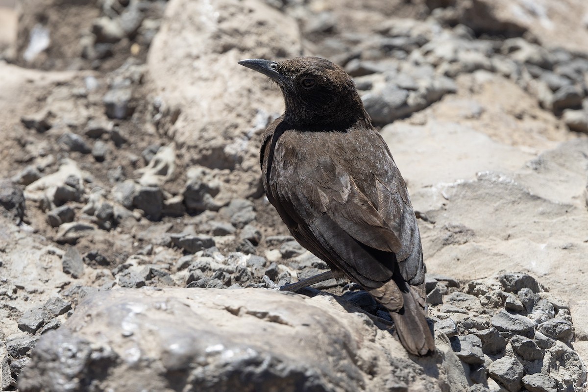 Northern Anteater-Chat - ML646738712