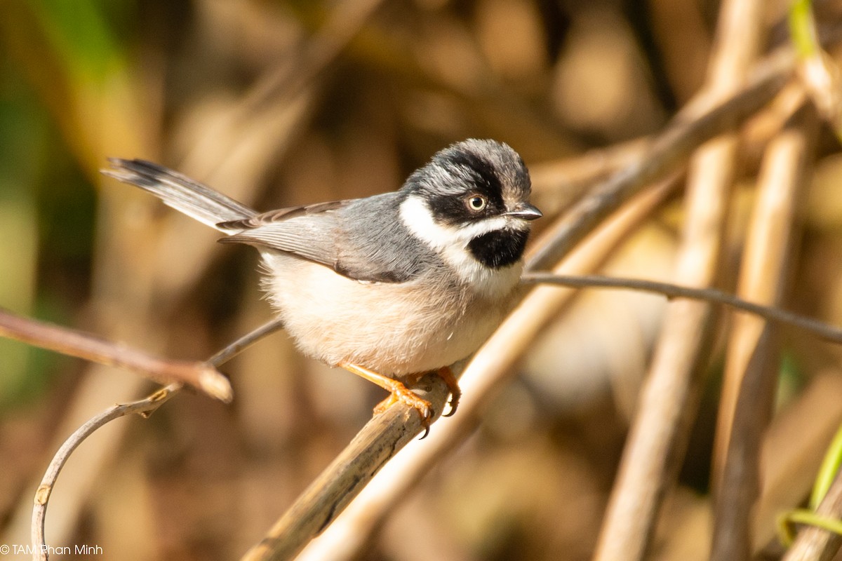 Schwarzkehl-Schwanzmeise - ML646738713