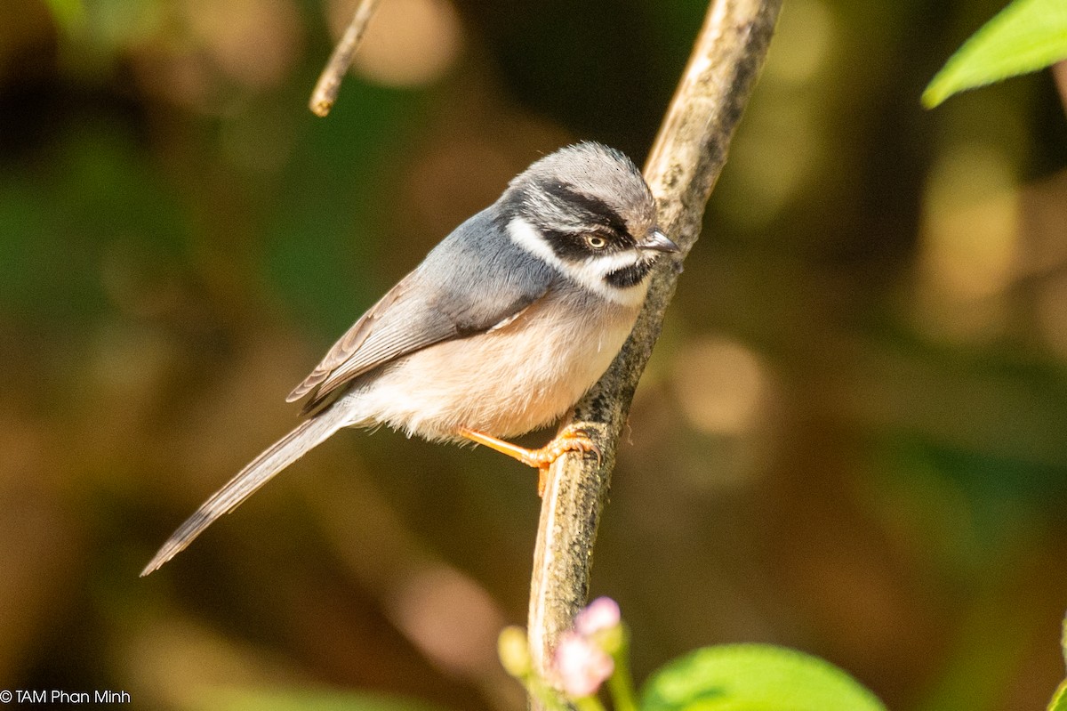 mlynařík kaštanovotemenný (ssp. annamensis) - ML646738714