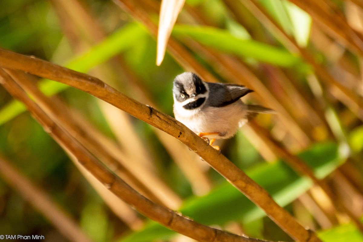 mlynařík kaštanovotemenný (ssp. annamensis) - ML646738717
