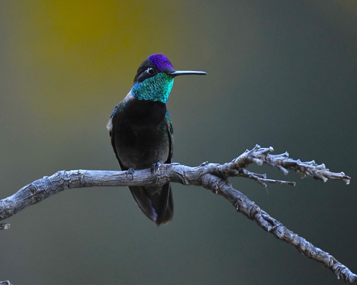 Rivoli's Hummingbird - ML646738718
