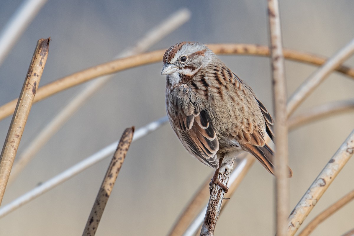 Song Sparrow - ML646738719