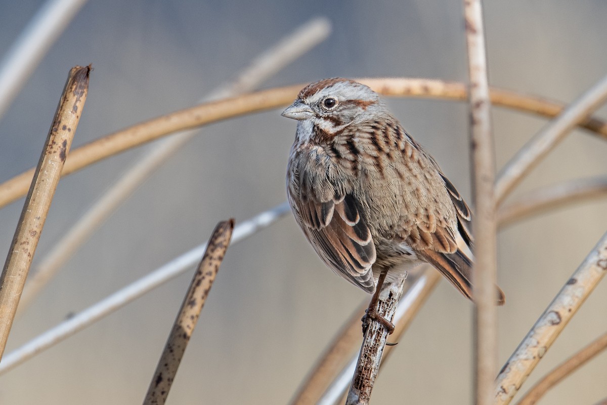 Song Sparrow - ML646738720