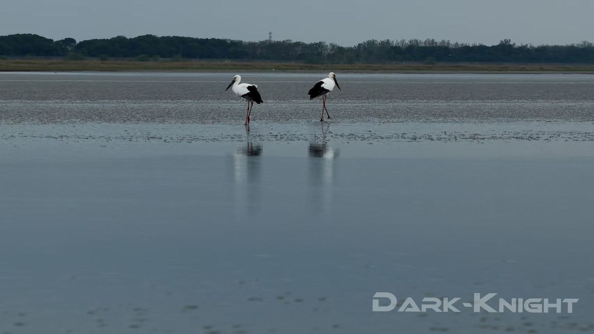 čáp východní - ML646738721