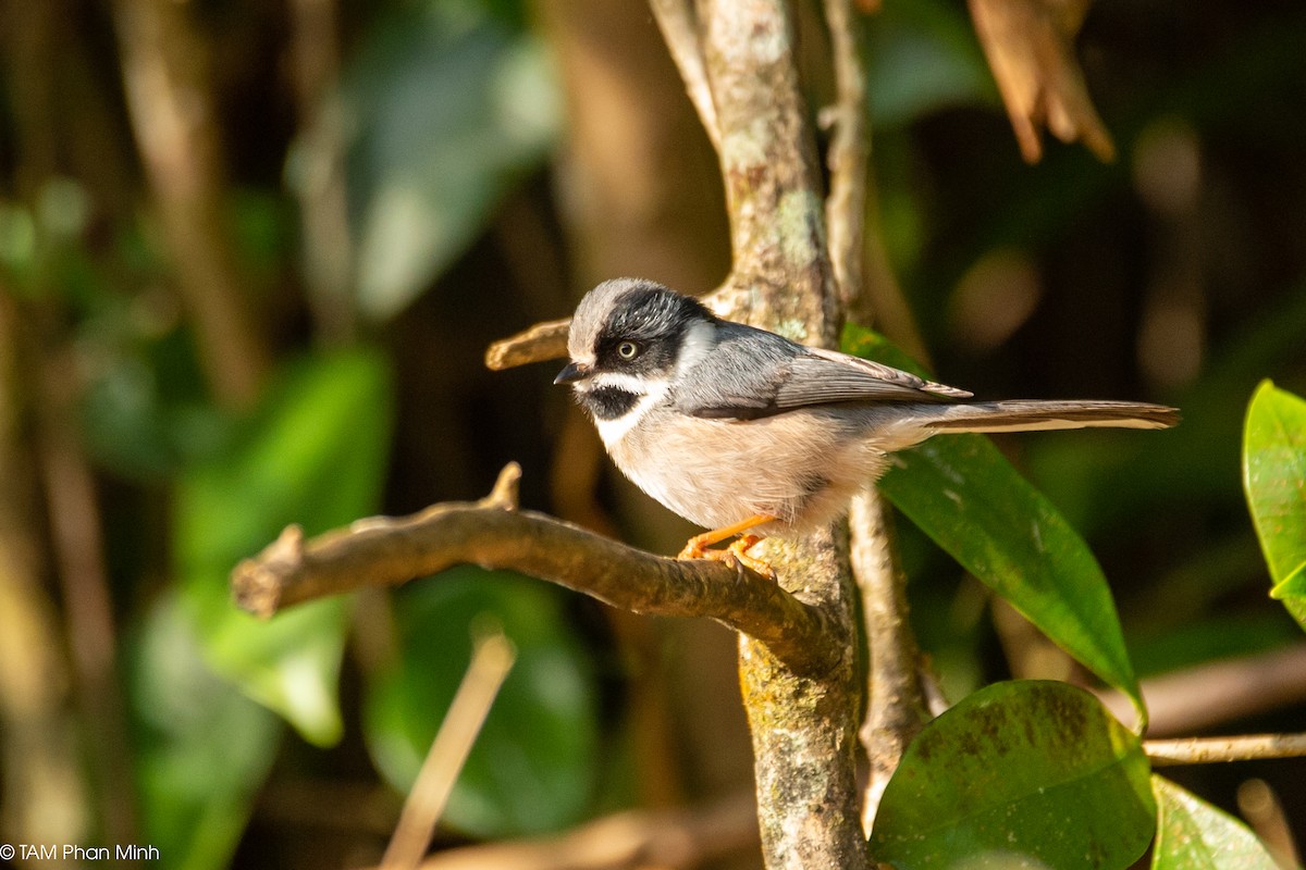 mlynařík kaštanovotemenný (ssp. annamensis) - ML646738722